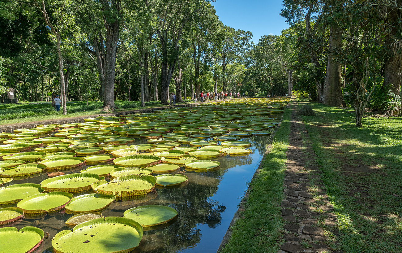 Giardini botanici di Pamplemousses